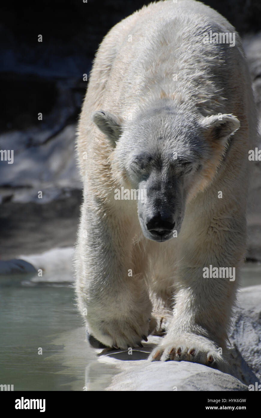 A white polar bear lumbering along at a strut Stock Photo - Alamy
