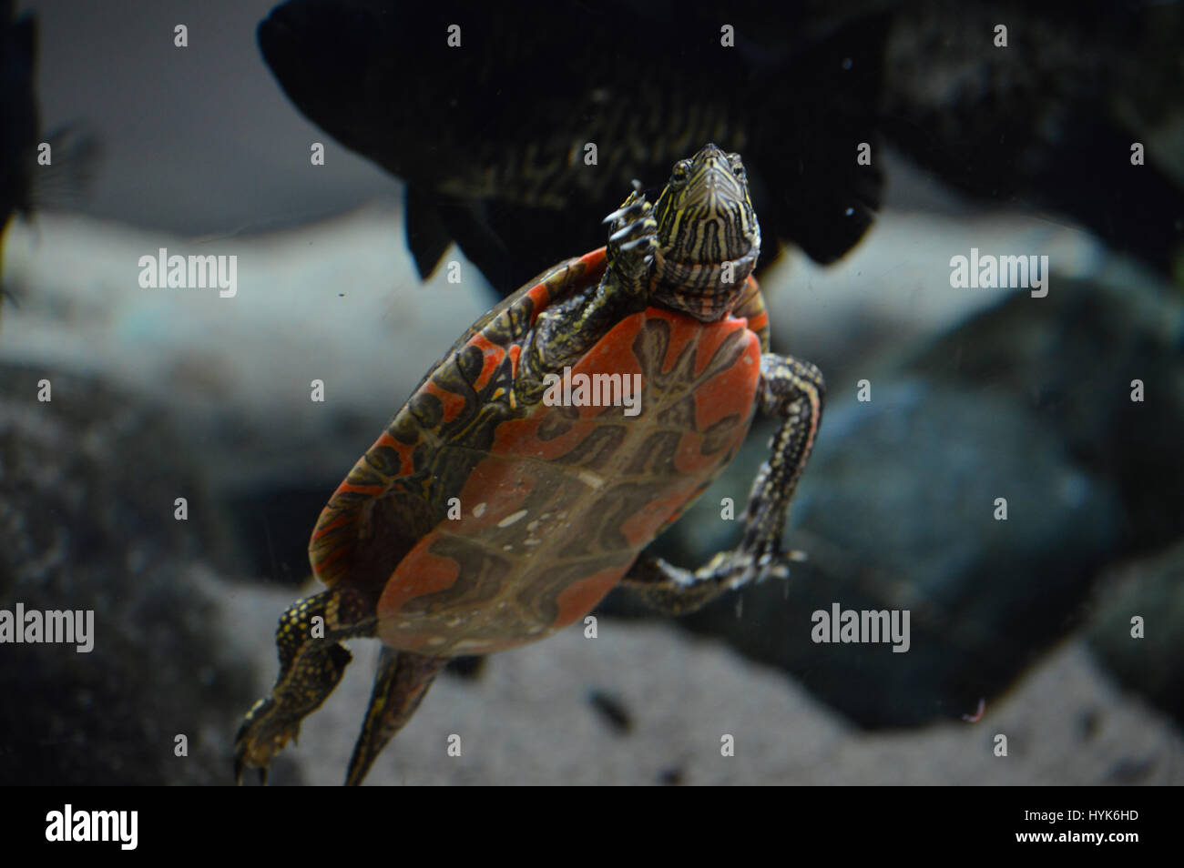 Yellow belly turtle hires stock photography and images Alamy