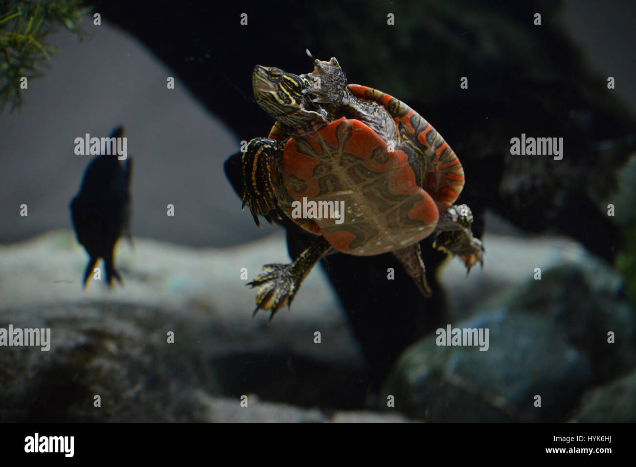 The belly is yellow hires stock photography and images Alamy