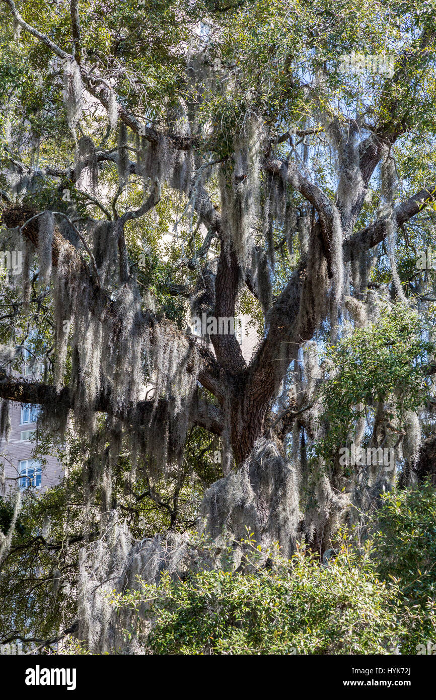 Spanish moss savannah hires stock photography and images Alamy