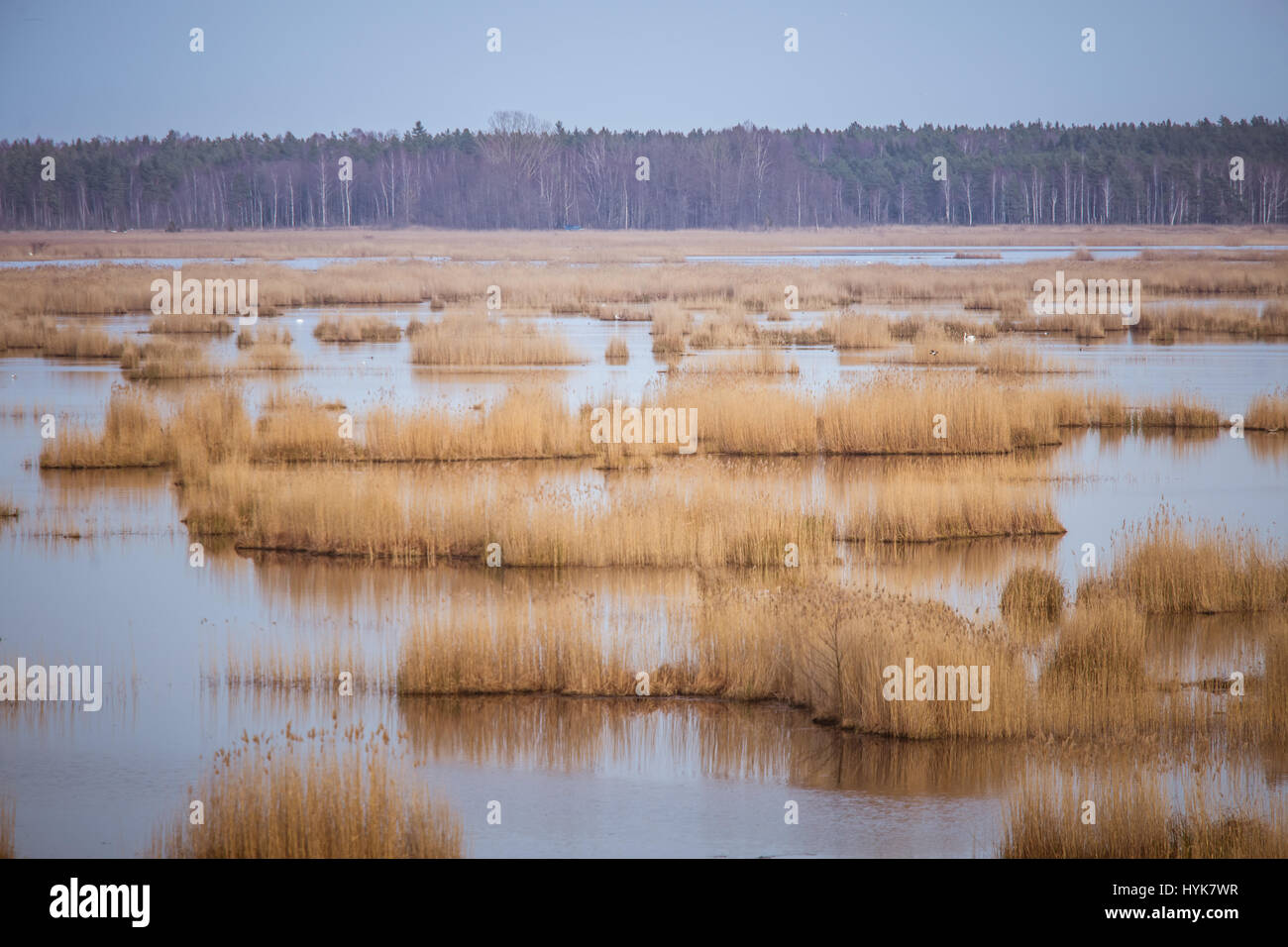 Lake With Reeds A beautiful landscape of a lake with reeds where migratory birds can ...