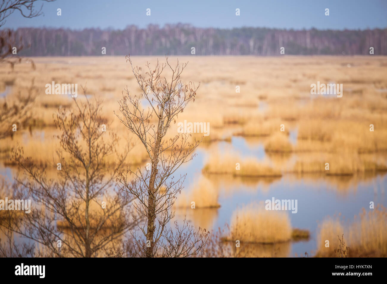 Lake With Reeds A beautiful landscape of a lake with reeds where migratory birds can ...