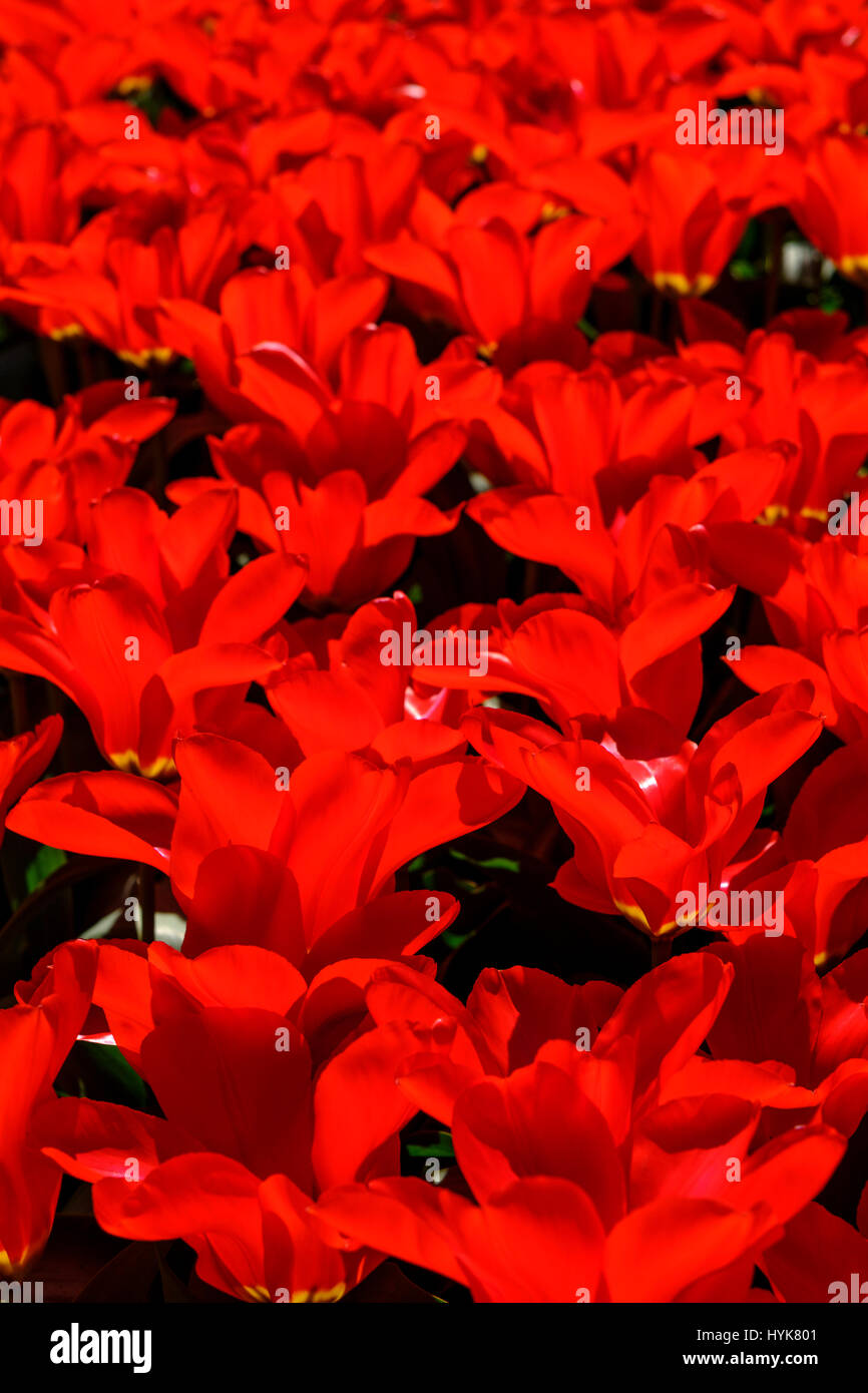 field of red tulips blooming in flowerpark the keukenhof, Lisse, The Netherlands Stock Photo