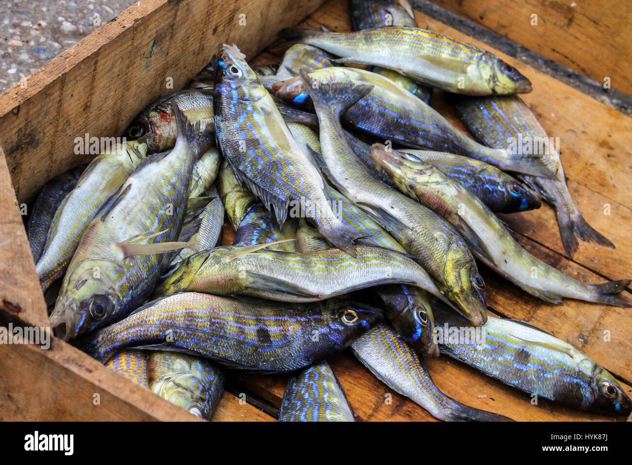 Fresh fished bogue fishes in a crib. Stock Photo