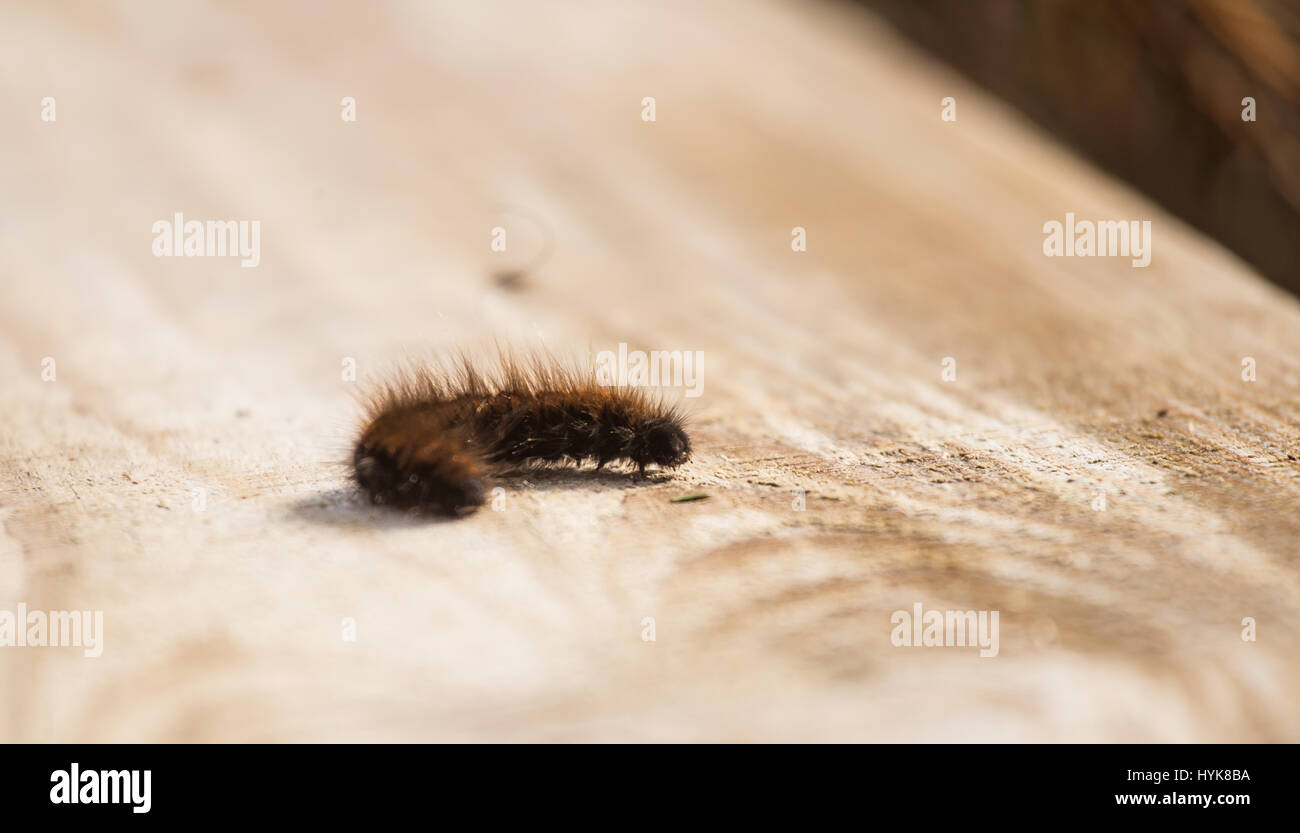 A beautiful black caterpillar on a wooden plank in an early spring. Shallow depth of field Stock Photo