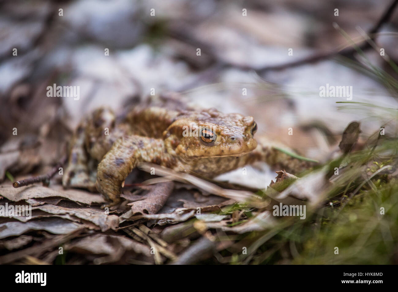 A beautiful shallow depth of field closeup of a toad in a natural ...