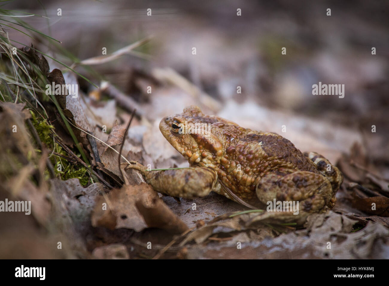 A beautiful shallow depth of field closeup of a toad in a natural ...