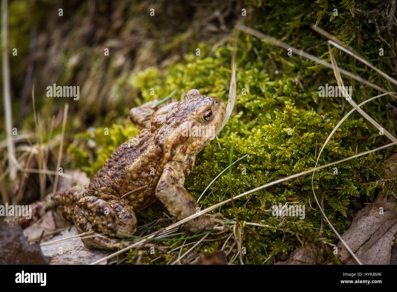 A beautiful shallow depth of field closeup of a toad in a natural ...