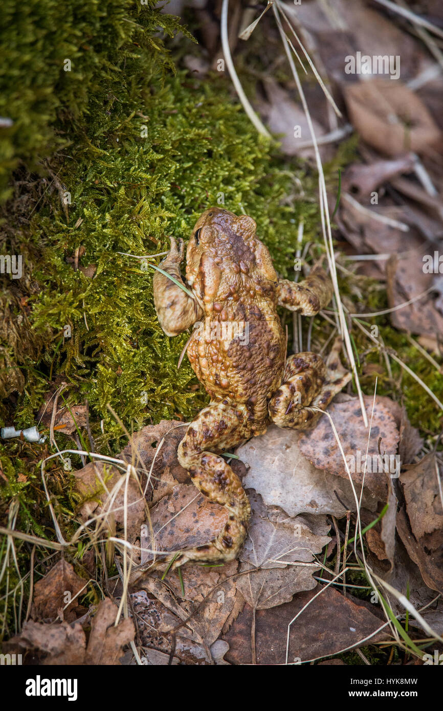 A beautiful shallow depth of field closeup of a toad in a natural ...