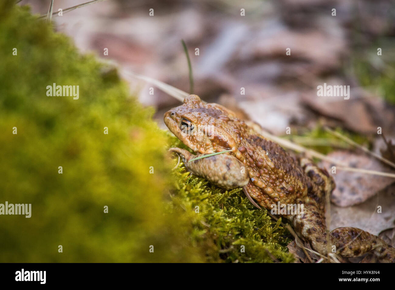 A beautiful shallow depth of field closeup of a toad in a natural ...