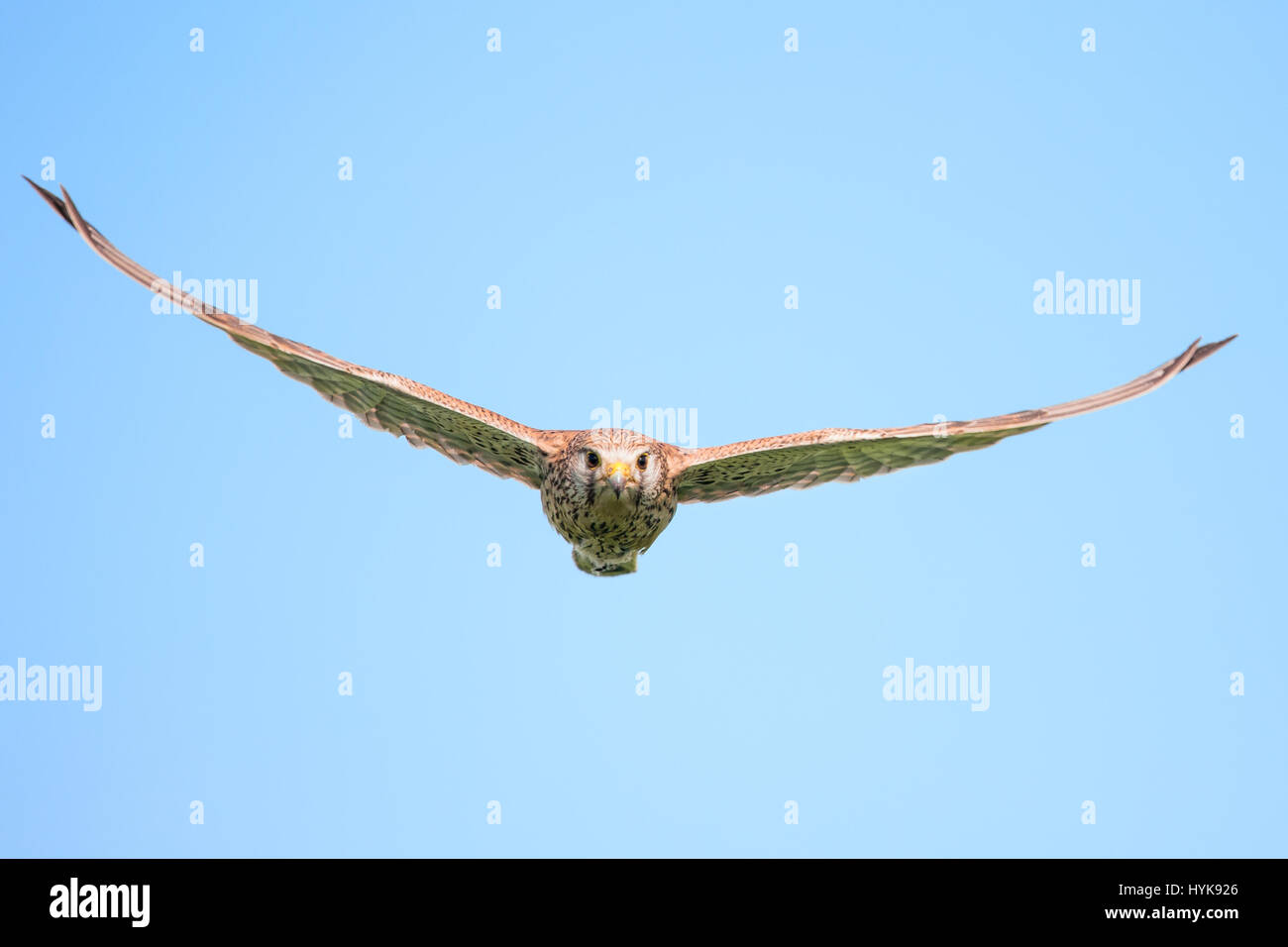 Female Common Kestrel (Falco tinnunculus) in flight Stock Photo