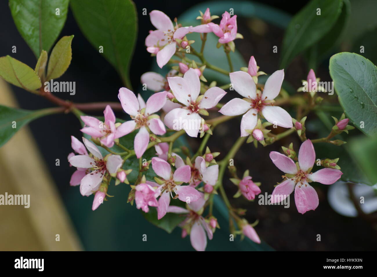 Rhaphiolepis delacourii 'Pink Cloud' Stock Photo