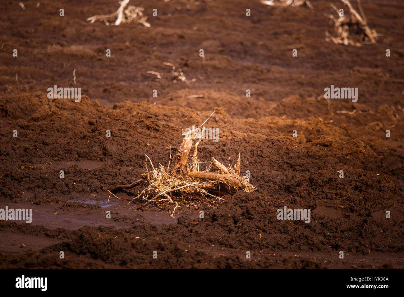 An early spring landscape of a marsh where peat is being harvested Stock Photo