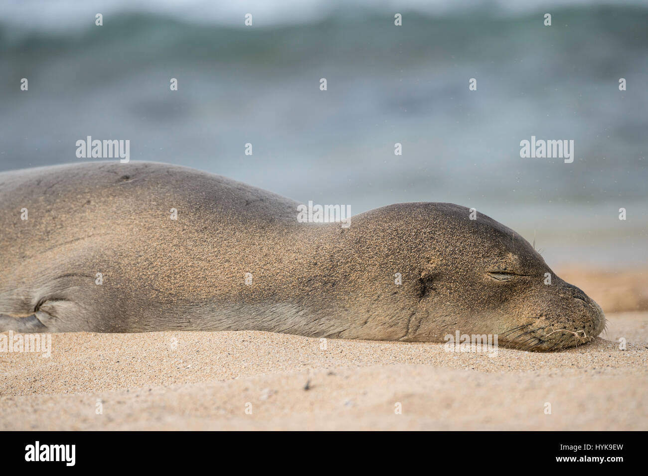 Hawaiian monk seal, Neomonachus schauinslandi, Poipu Beach Park, Kauai, Hawaii, USA Stock Photo