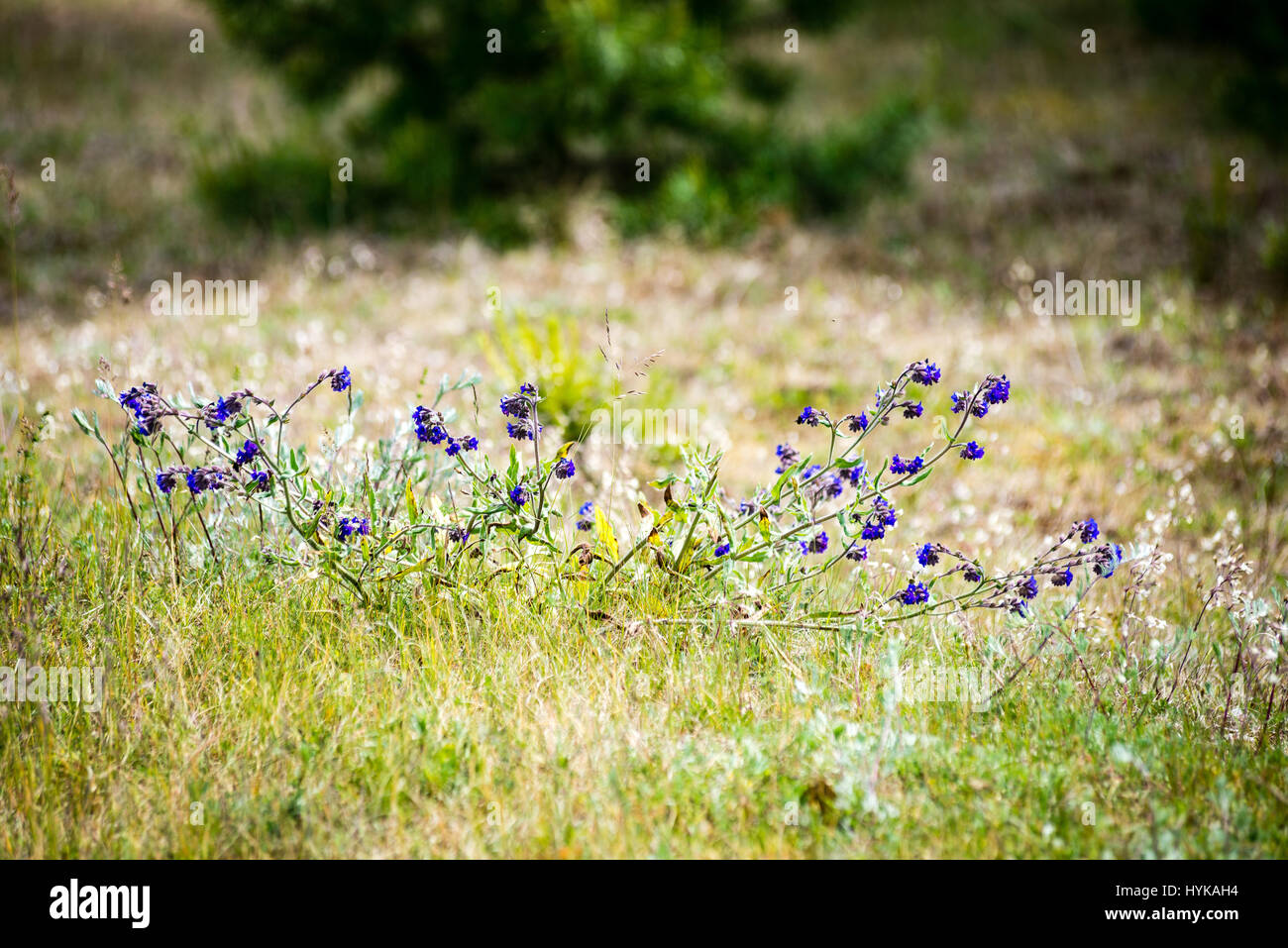 sunny meadow with flowers and green grass in summer at countryside ...