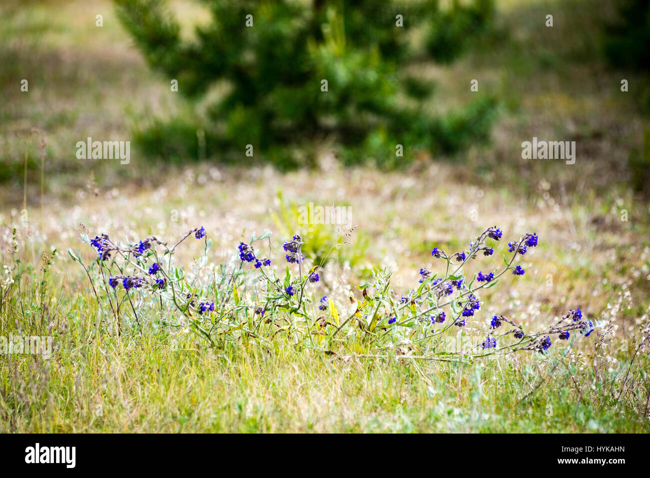 sunny meadow with flowers and green grass in summer at countryside ...