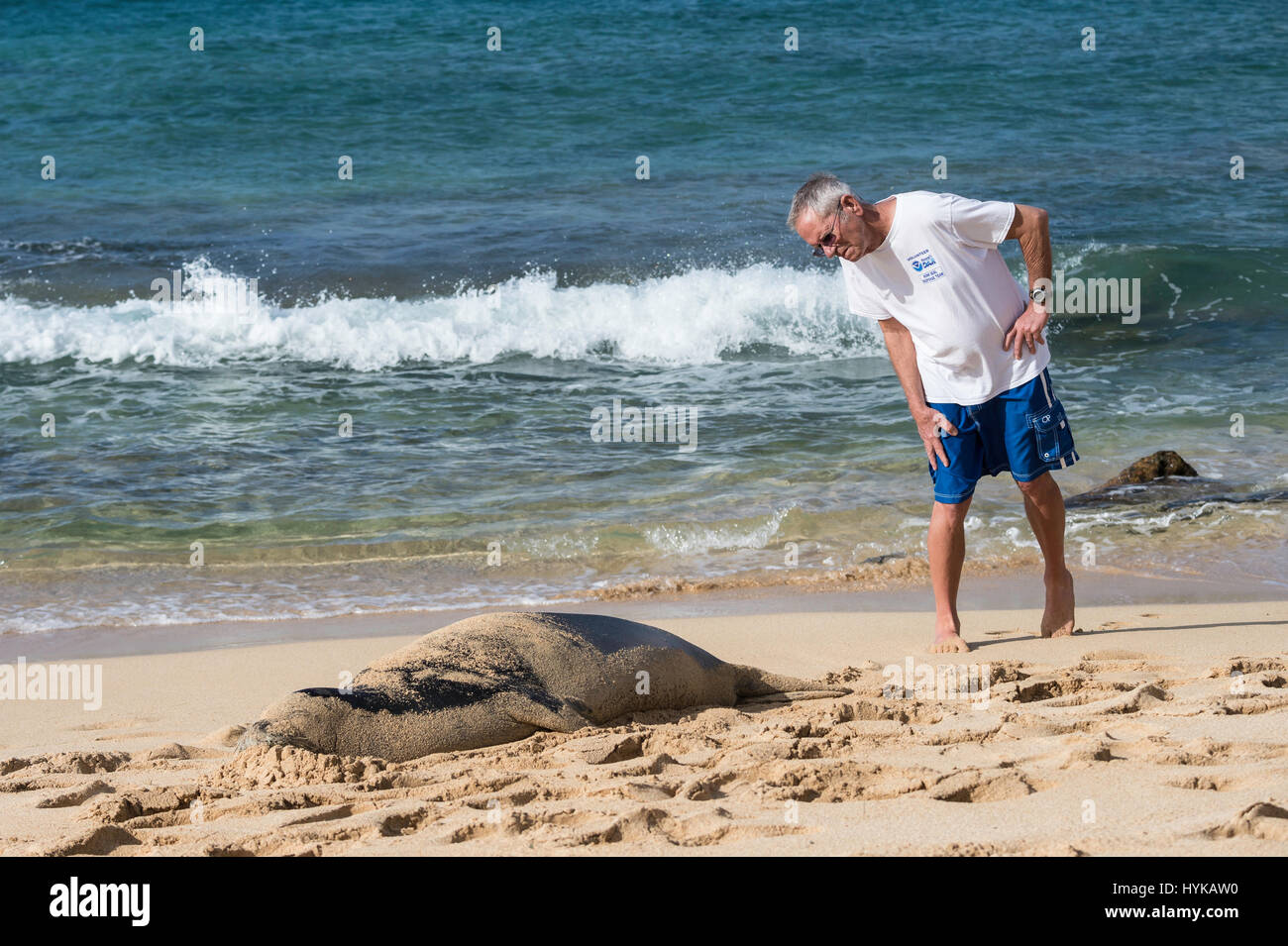 A volunteer checks the tag number of a Hawaiian monk seal, Neomonachus schauinslandi, Poipu Beach Park, Kauai, Hawaii, USA Stock Photo