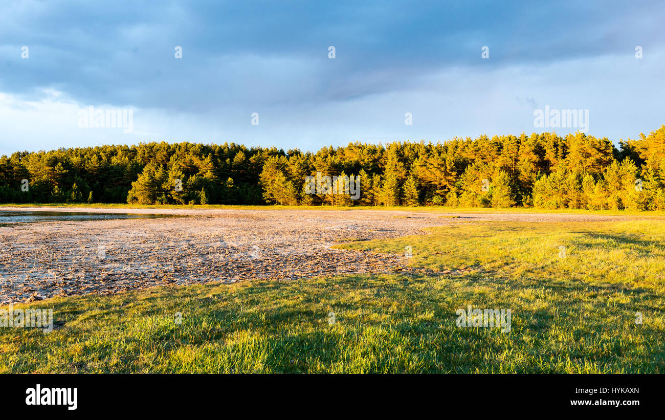 sunny meadow with flowers and green grass in summer at countryside ...