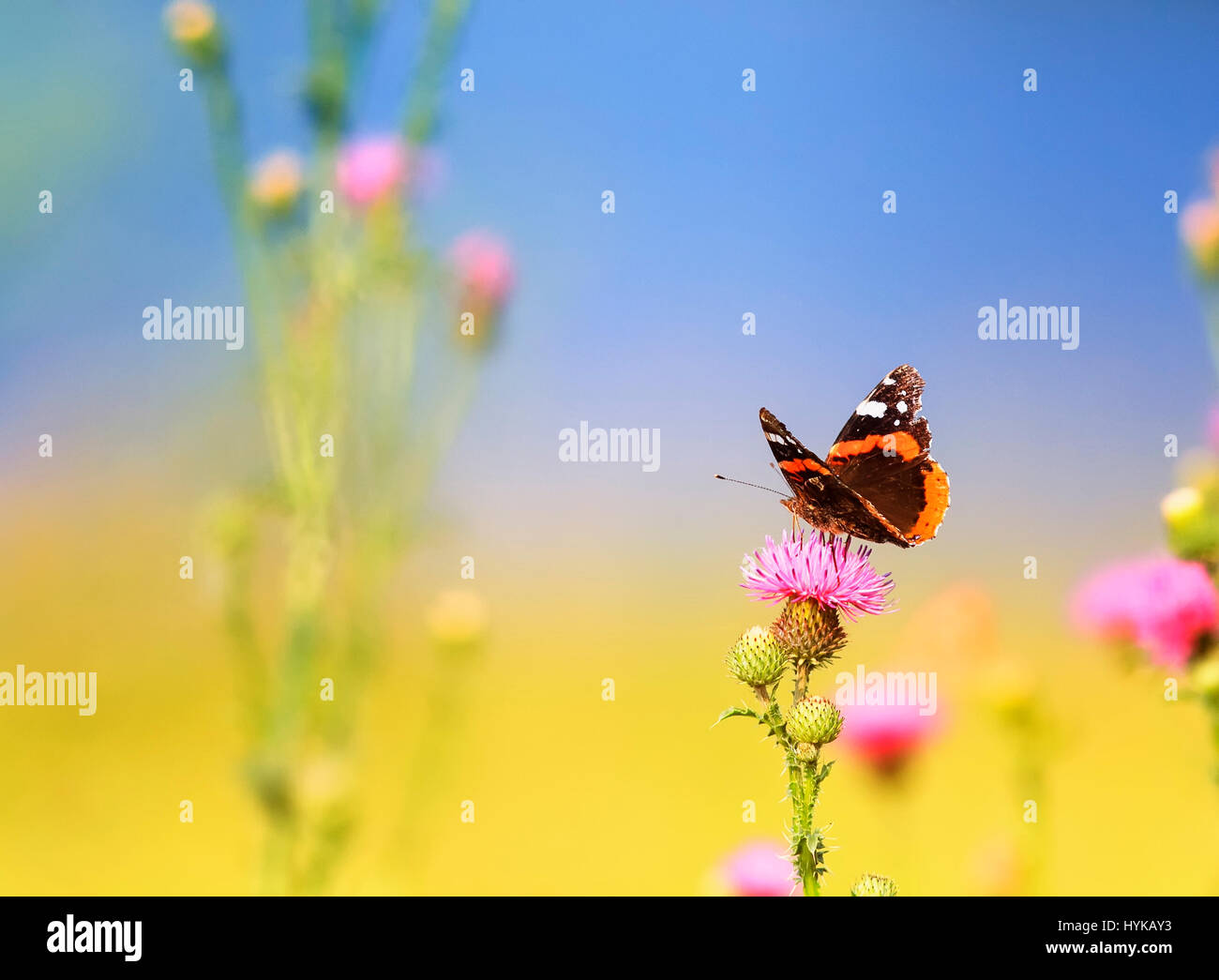 beautiful butterfly sitting on rose Bush thorns Stock Photo - Alamy