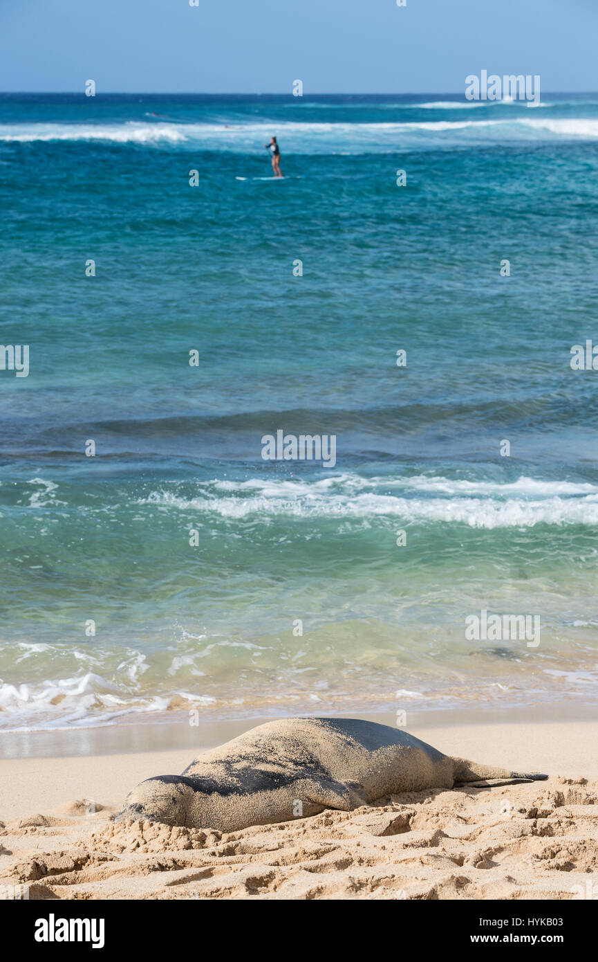 Hawaiian monk seal, Neomonachus schauinslandi, Poipu Beach Park, Kauai, Hawaii, USA Stock Photo