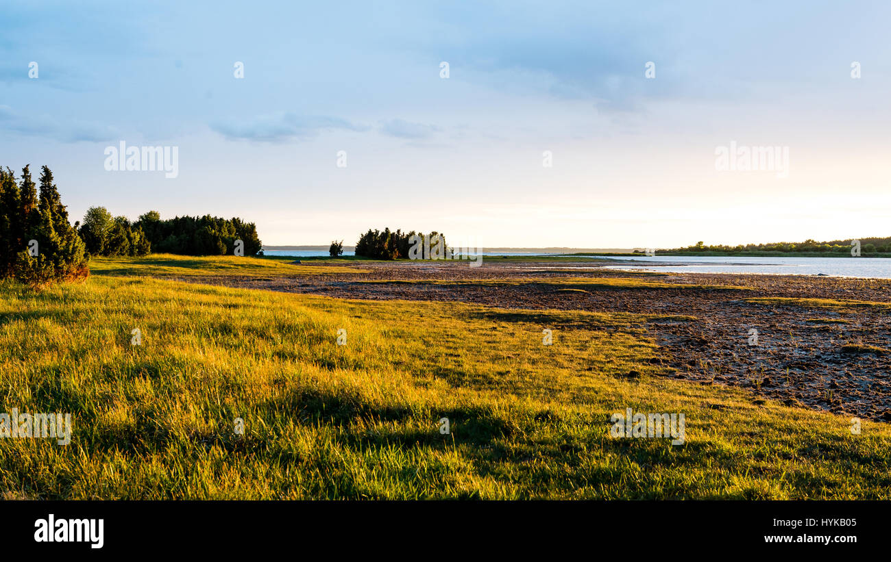 sunny meadow with flowers and green grass in summer at countryside ...