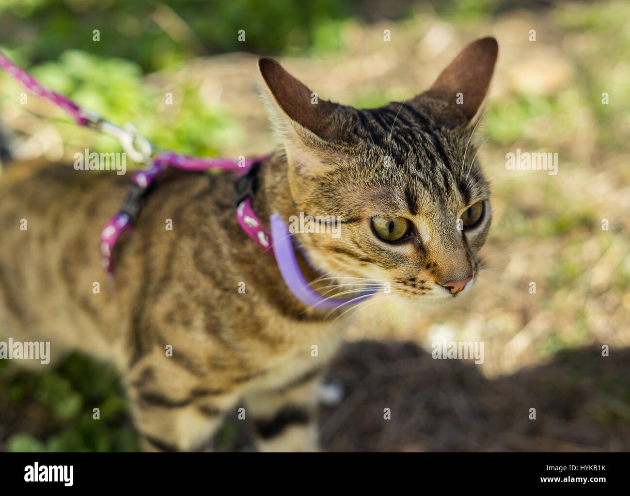 First going out. Kitten on a leash outdoor. Cat hunting in natural surroundings Stock Photo
