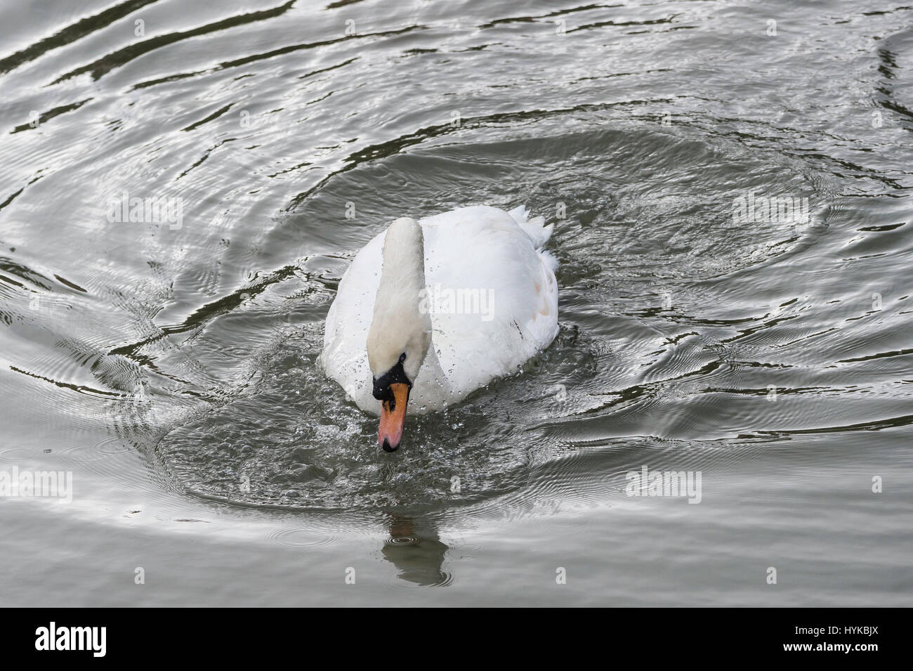 Mute swan, Cygnus olor, native to Eurasia, introduced to North America
