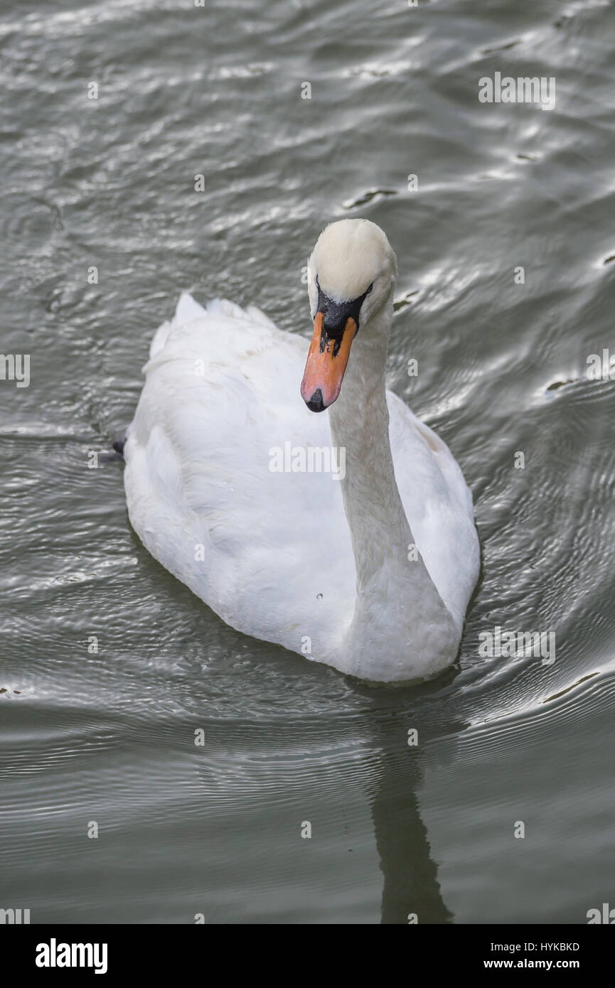 Mute swan, Cygnus olor, native to Eurasia, introduced to North America, Australasia, Southern Africa; exotic species in Hawaii Stock Photo