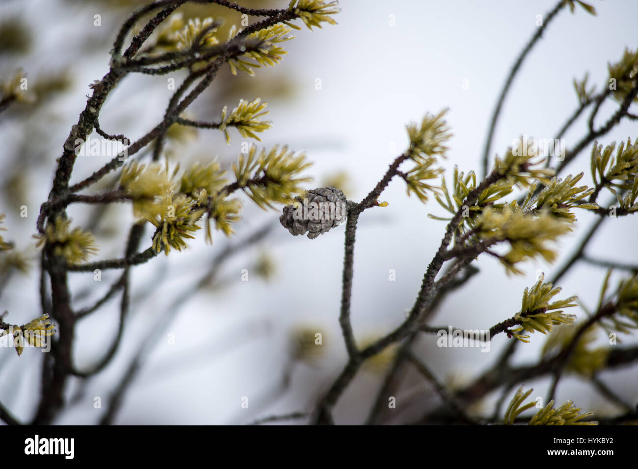 pine tree branch closeup with blur background in frosty winter morning ...
