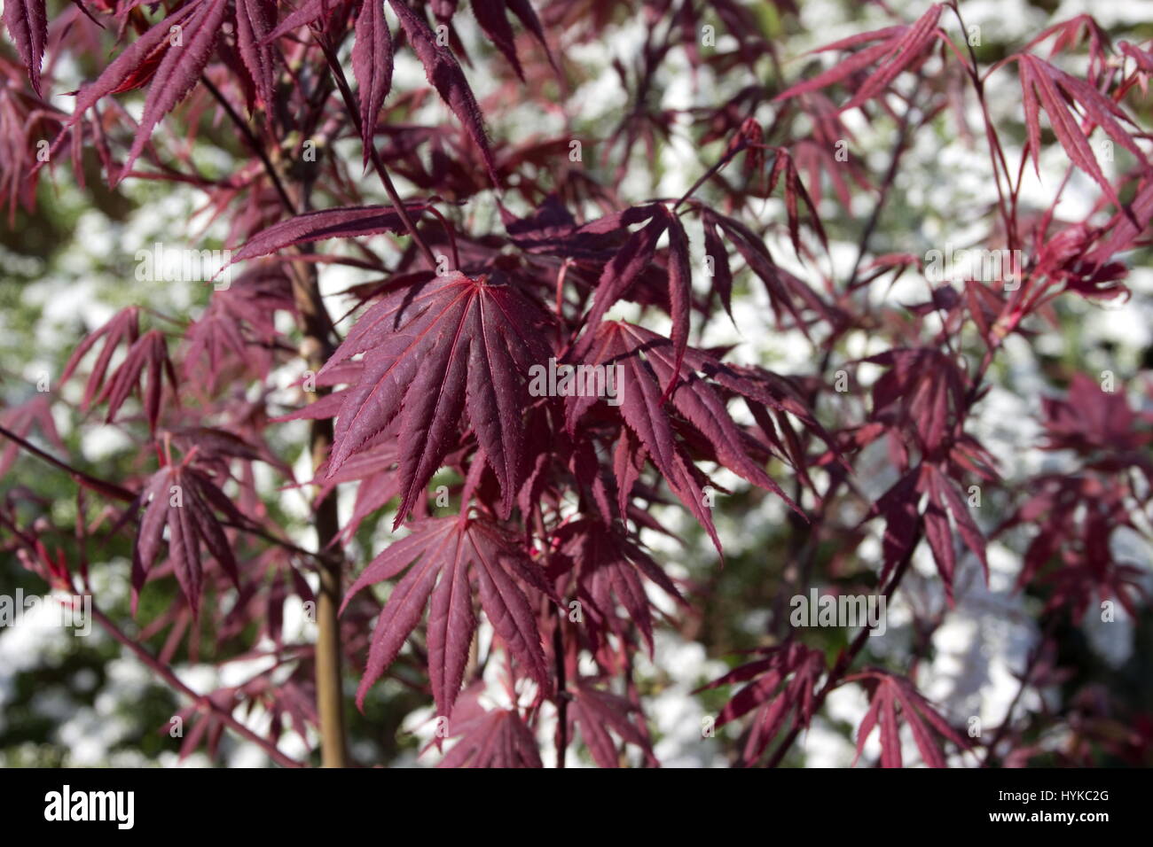 Purple Maple tree Acer palmatum f. atropurpureum with Spiraea nipponica Snowmound in background Stock Photo