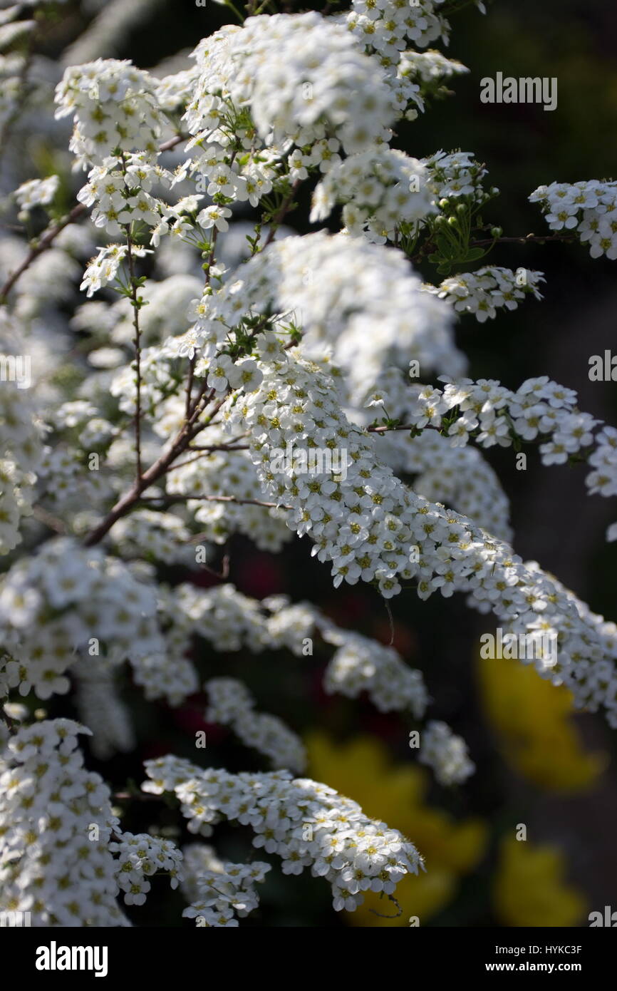 Spiraea nipponica Snowmound white flowers in Spring Stock Photo