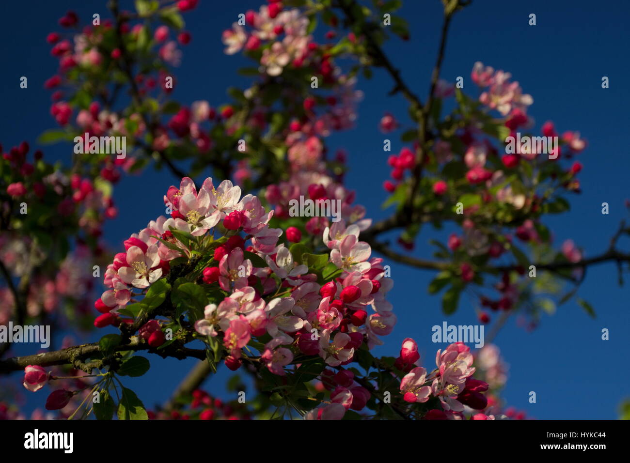 Malus floribunda Japenese crab apple in Spring Stock Photo Alamy
