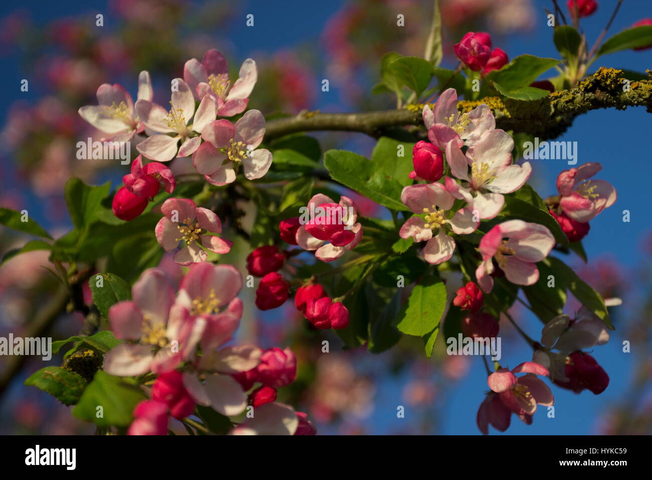 Malus floribunda Japenese crab apple in Spring Stock Photo Alamy