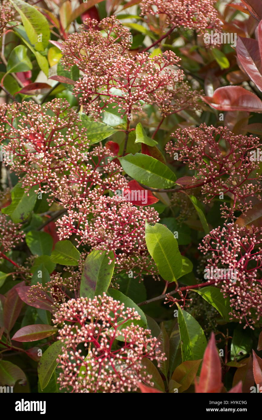 Photinia red robin hires stock photography and images Alamy