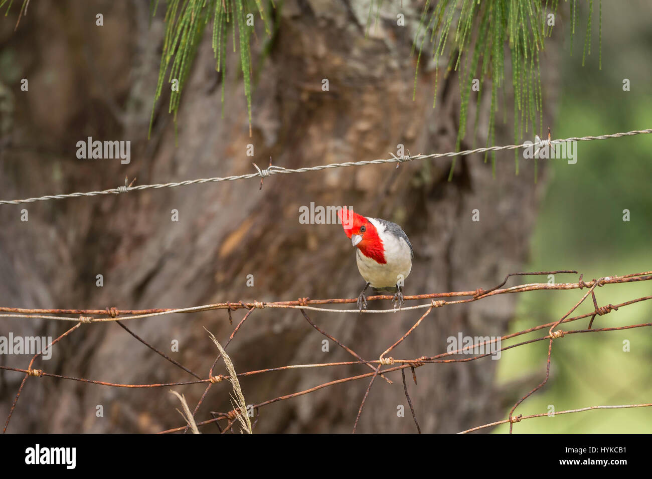 Red-crested cardinal, Paroaria coronata, Kauai, Hawaii, USA Stock Photo