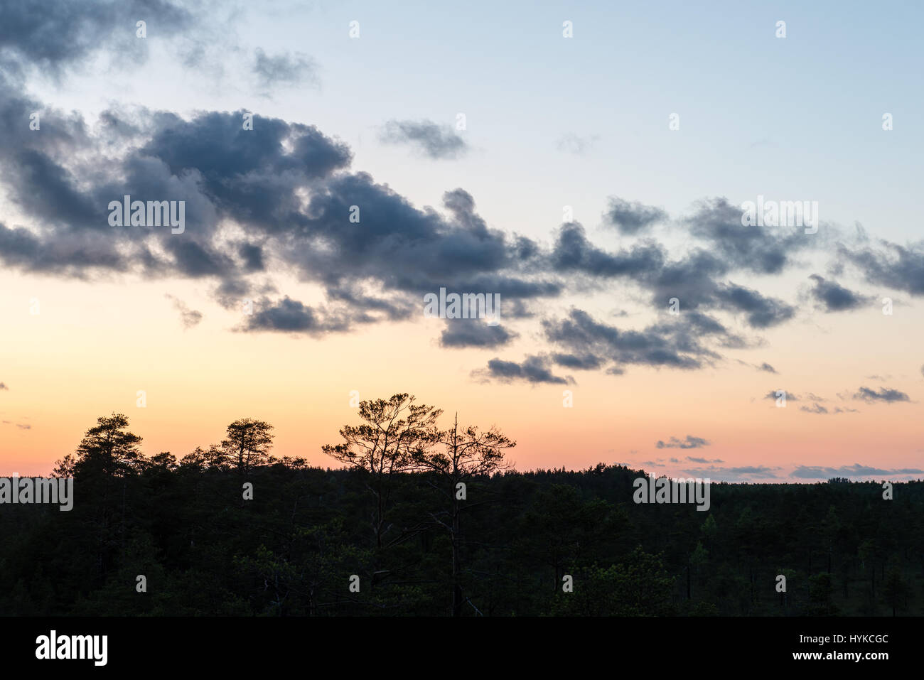 sunset over the forest in fog in summer Stock Photo - Alamy