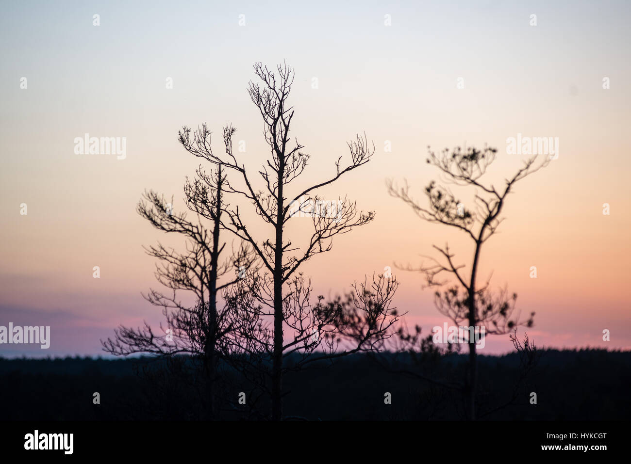 sunset over the forest in fog in summer Stock Photo - Alamy
