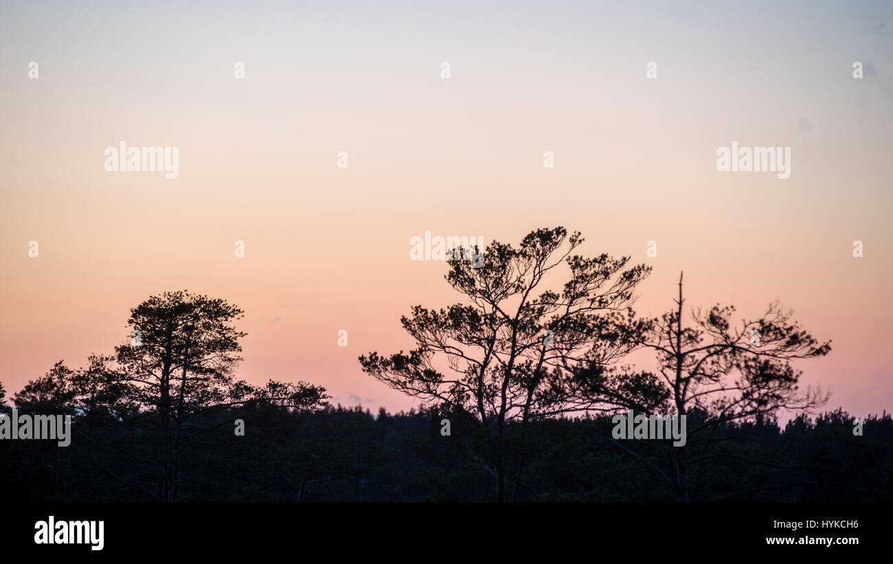 sunset over the forest in fog in summer Stock Photo - Alamy