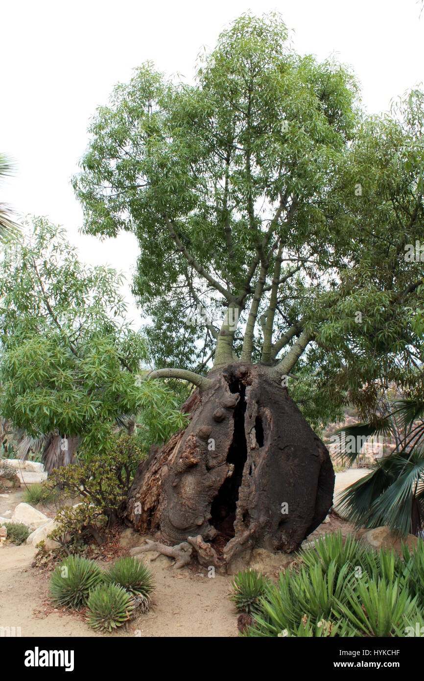 https://c8.alamy.com/comp/HYKCHF/desert-landscape-containing-a-bottle-tree-with-a-split-trunk-a-ponytail-HYKCHF.jpg