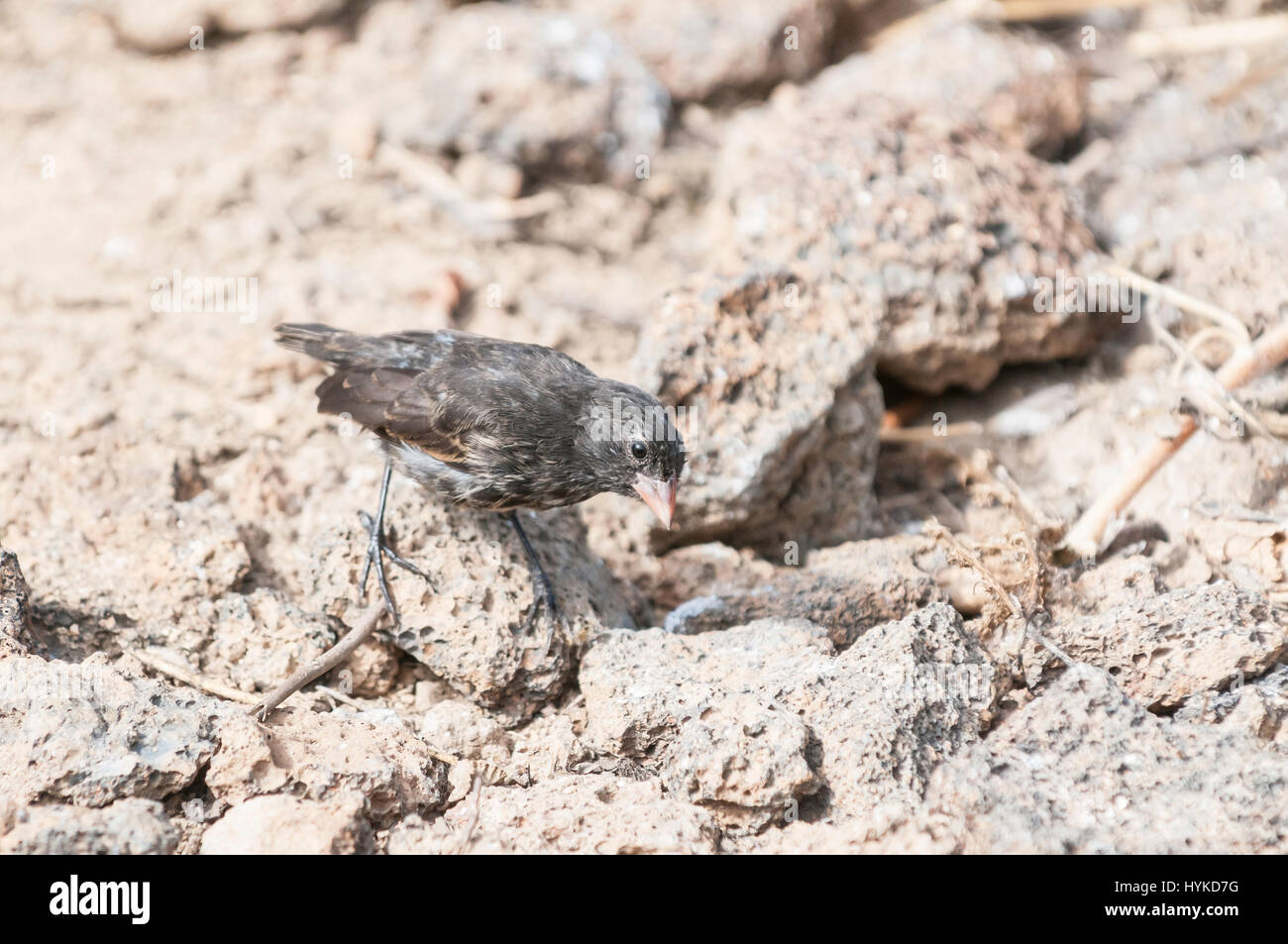 Sharpbeaked Ground Finch, Geospiza difficilis, Isla Genovesa