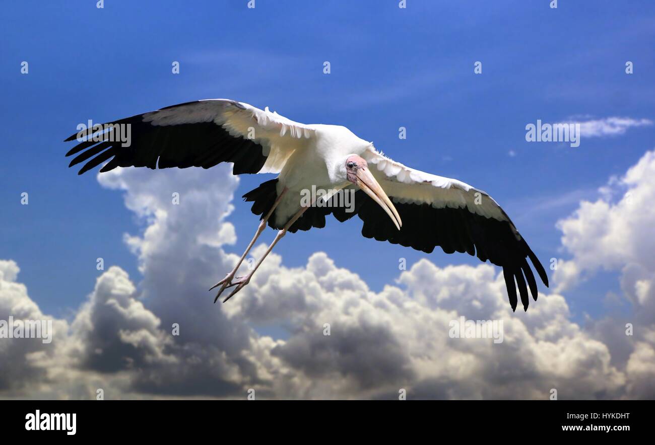 Mycteria bird flying with open wings under blue cloudy sky Stock Photo