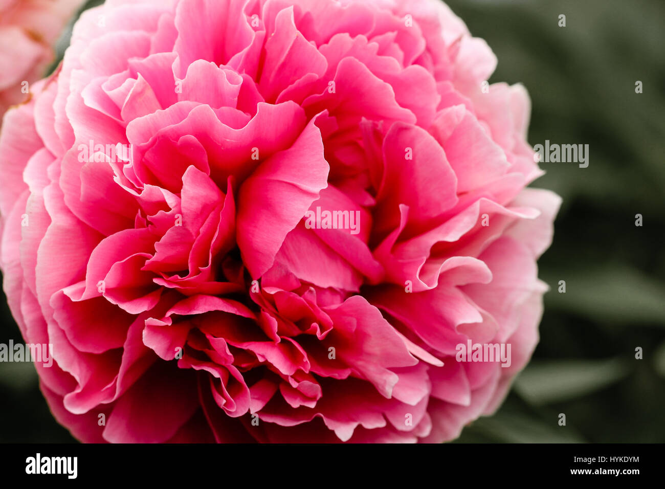 Looking into the large head of a showy, flowering pink peony against a neutral background. Stock Photo