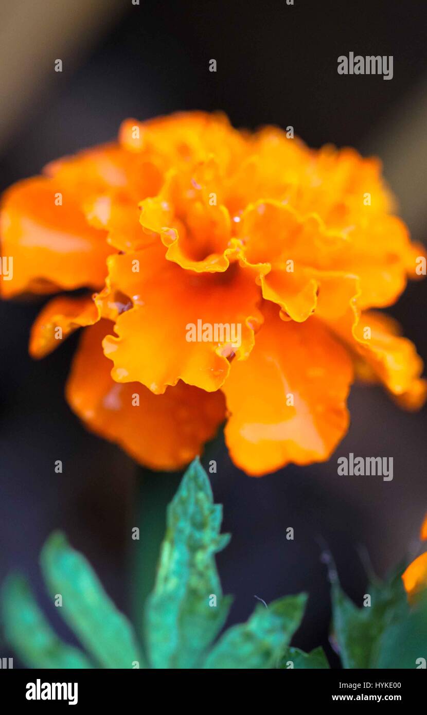 Vivid yellow-orange hued marigold flower in closeup, heavy and glossy with rain water Stock Photo