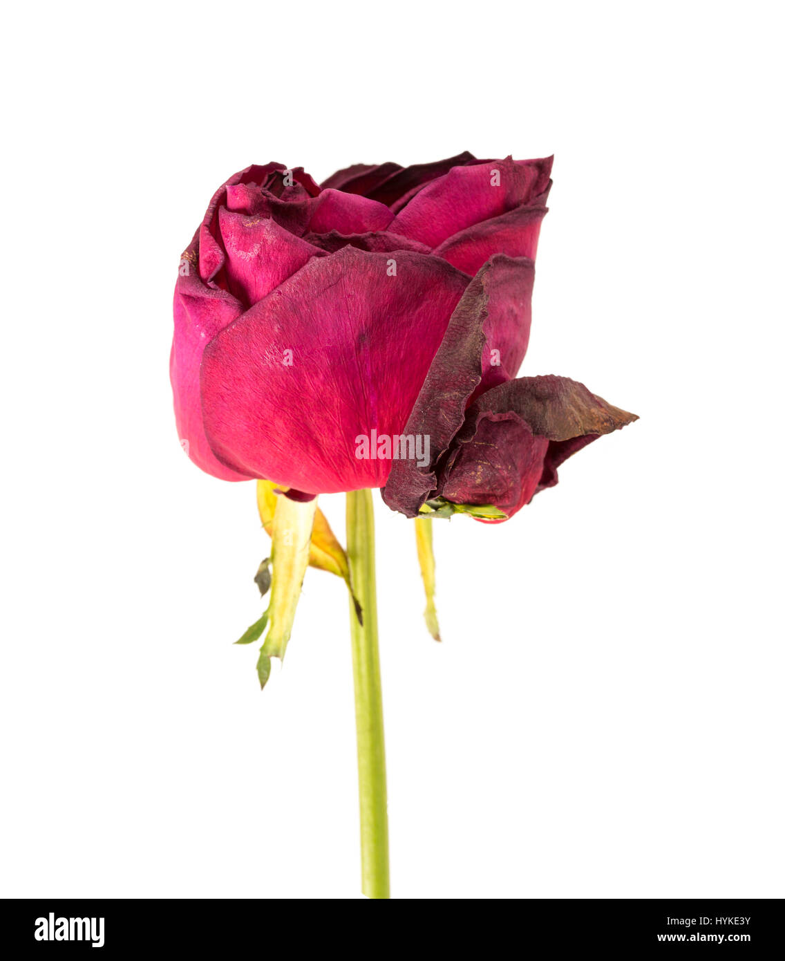 Withered rose isolated over white background Stock Photo - Alamy