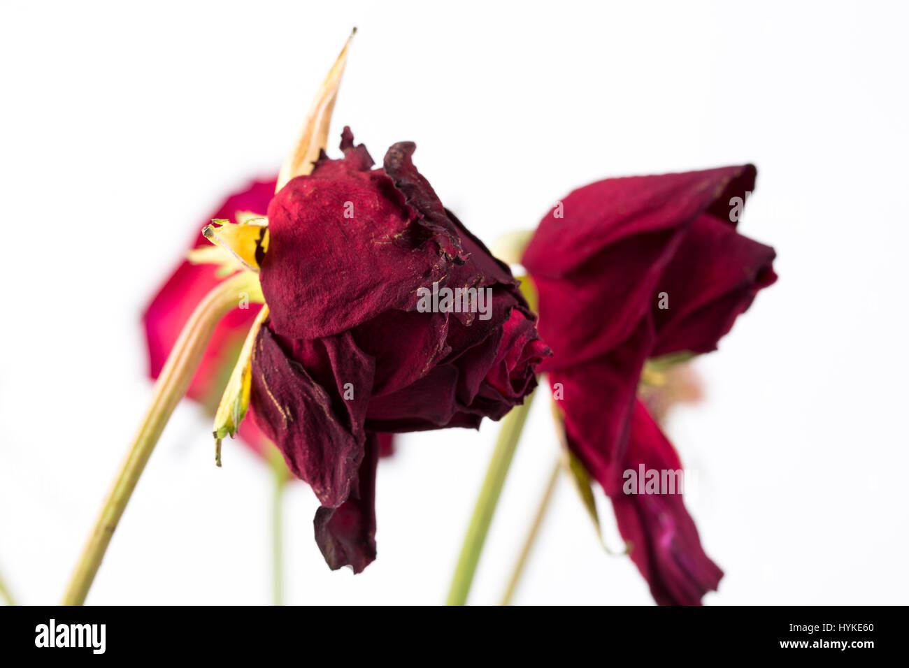 Withered rose isolated over white background Stock Photo - Alamy