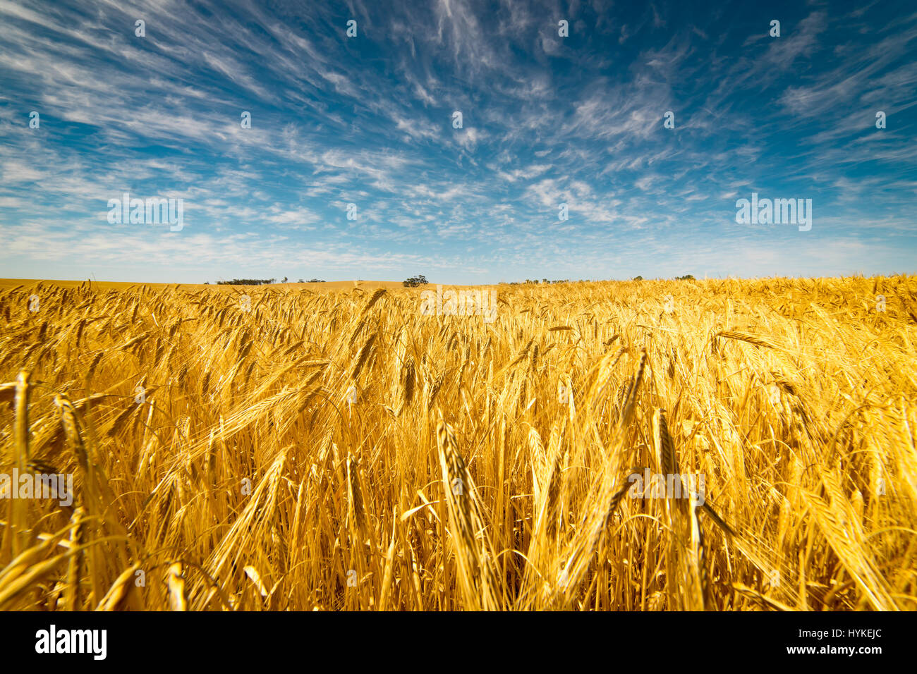 Field of Golden wheat under the blue sky and clouds Stock Photo