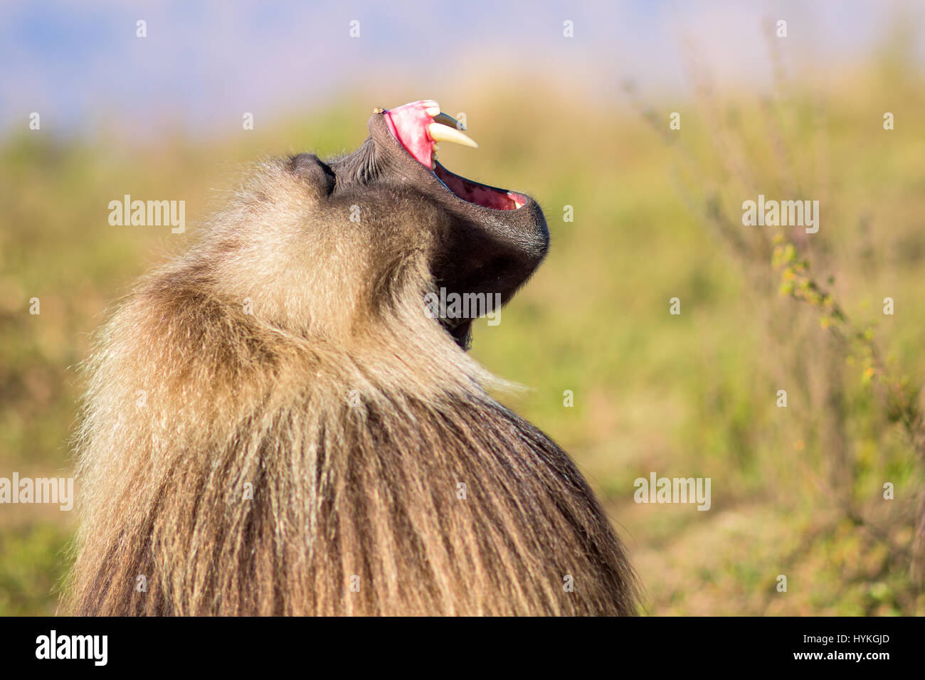COULD these two sparring monkeys be the furriest sparring partners on the planet? Pictures show how this troop of bizarre-looking gelada monkeys fight each other for their position in the group’s pecking order. Other pictures show how they flip their lips to display their fearsome teeth and how their little offspring cling onto their mothers while the action erupts around them. Czech photographer Karel Tupy (35) took the pictures while he visited the grassy highlands of Ethopia. Stock Photo