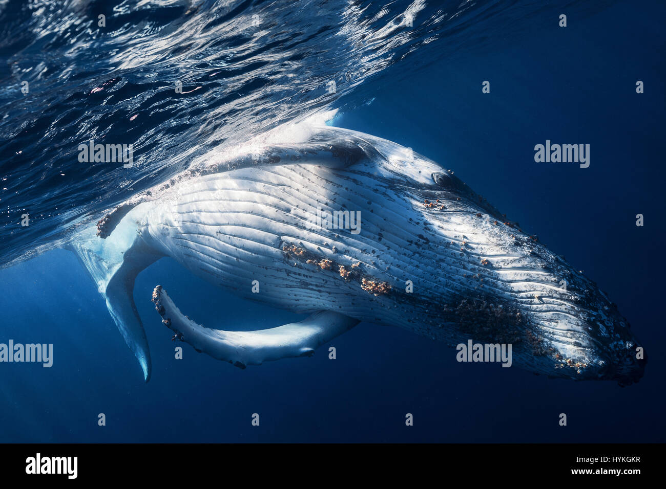 REUNION ISLAND, INDIAN OCEAN: MOVING images of forty tonne humpbacks swimming in harmony with divers eighty feet underwater have been captured. Weighing more than THREE London buses, the humbling pictures show the sheer size and beauty of these giants of the sea. Despite their colossal size these ocean mammals can be seen gliding through the water as if weightless.  Other pictures reveal the tiny diver in close proximity, observing the undeniable bond between this intimate whale family. Underwater photographer Gabriel Barathieu (32) took these shots in an encounter lasting twenty-five minutes, Stock Photo