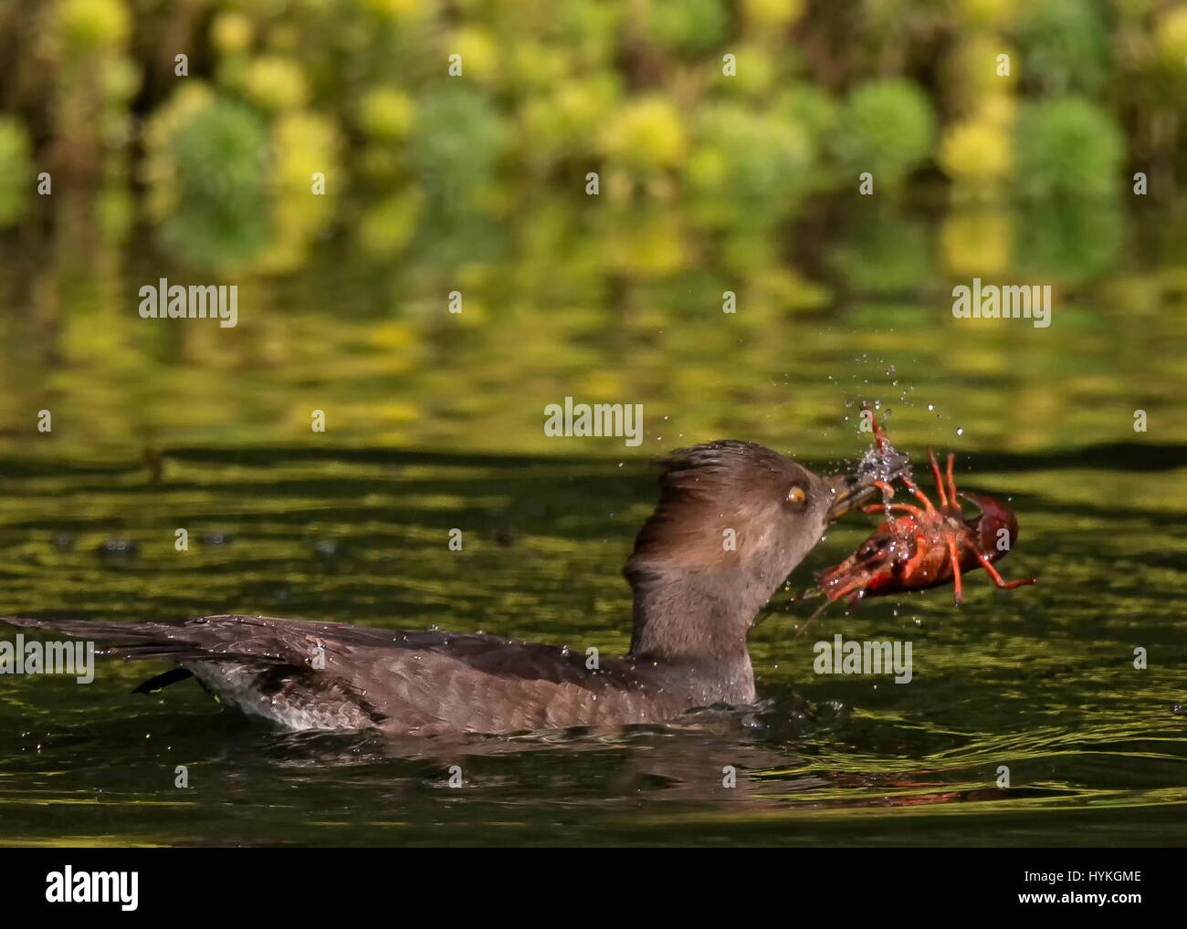 GOLDEN GATE PARK, CALIFORNIA, USA: THIS SHELL-FISH bird was captured swallowing whole crayfish in what looks like the most uncomfortable feeding-frenzy ever. The female Hooded Merganser swallowed four crayfish in a matter of minutes, first chasing the heavily armoured yet hapless invertebrates across the lake they were peacefully living in, then scooping in them up and swallowing them whole. Astonished Creative Labs employee Thinh Bui (58) from Fremont California, captured this extraordinary scene while visiting San Francisco’s South Lake in the Golden Gate State Park. Stock Photo