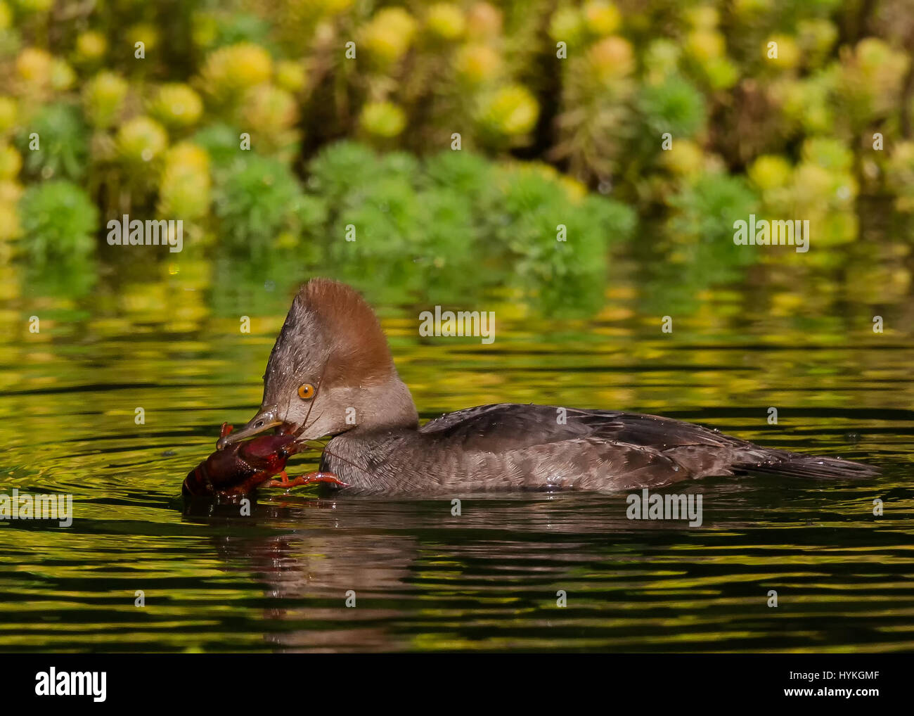 GOLDEN GATE PARK, CALIFORNIA, USA: THIS SHELL-FISH bird was captured swallowing whole crayfish in what looks like the most uncomfortable feeding-frenzy ever. The female Hooded Merganser swallowed four crayfish in a matter of minutes, first chasing the heavily armoured yet hapless invertebrates across the lake they were peacefully living in, then scooping in them up and swallowing them whole. Astonished Creative Labs employee Thinh Bui (58) from Fremont California, captured this extraordinary scene while visiting San Francisco’s South Lake in the Golden Gate State Park. Stock Photo